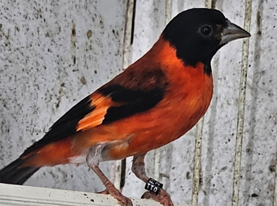 Cardinalitos Mutação