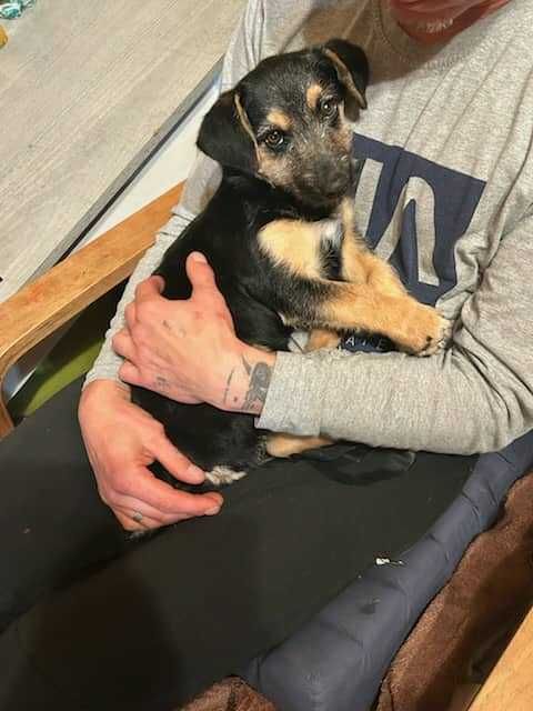Doli mały szczeniak do adopcji