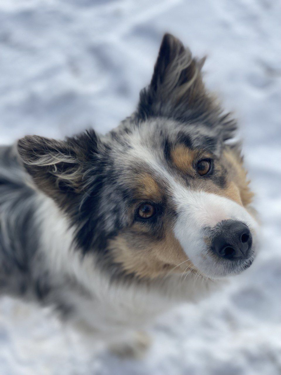 Чистокровні Border Collie