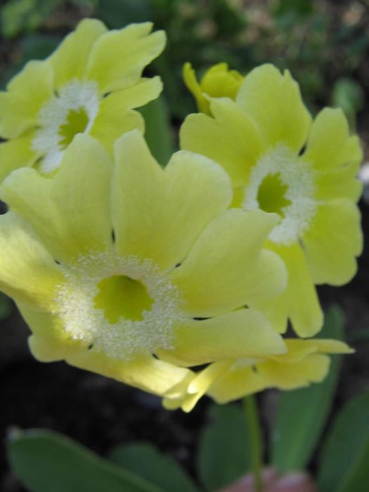 Насіння аурікули,вушкової примули.100 шт.Суміш.