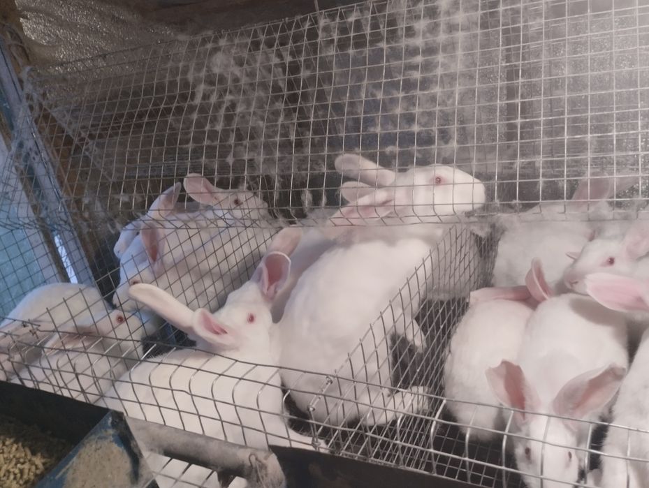 Самці та самки 2-4 місяці. Термонці та мішані.