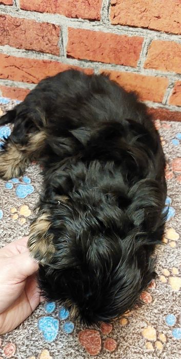 Czarny chłopak Shih-tzu