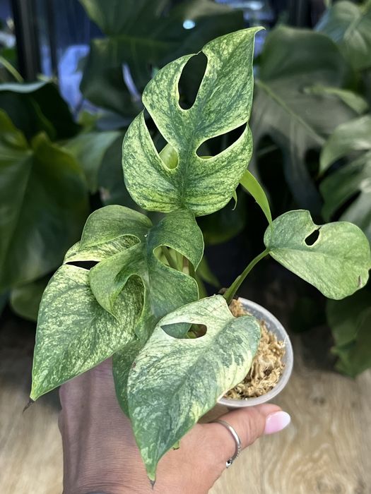 Rhaphidophora Tetrasperma White