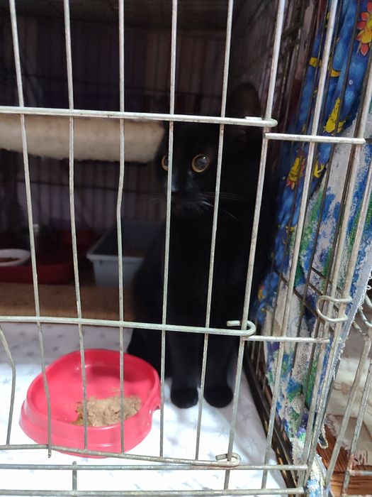 Кіт чорний знайдено шукаю сім'ю