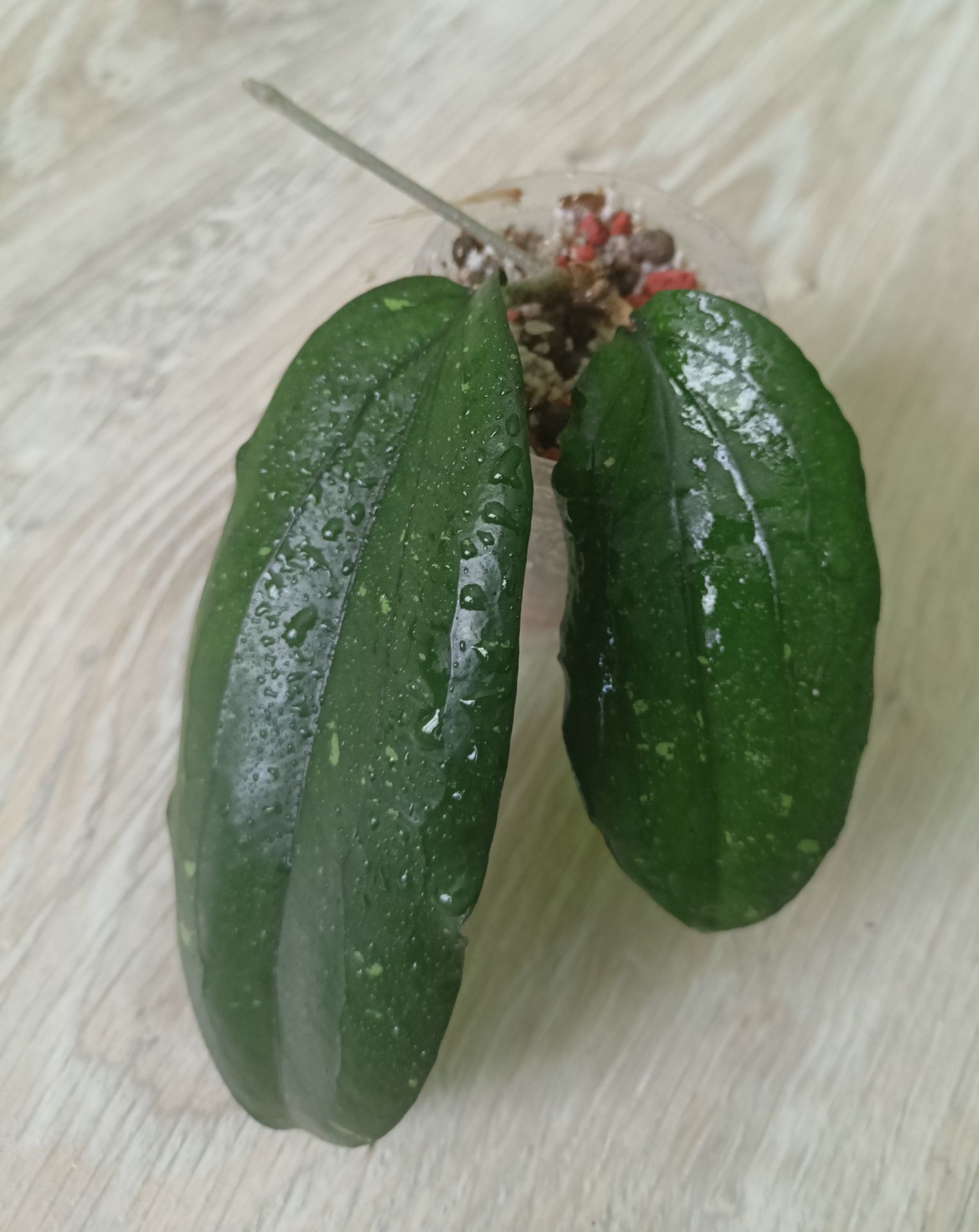 Hoya erythrina Dark leavers