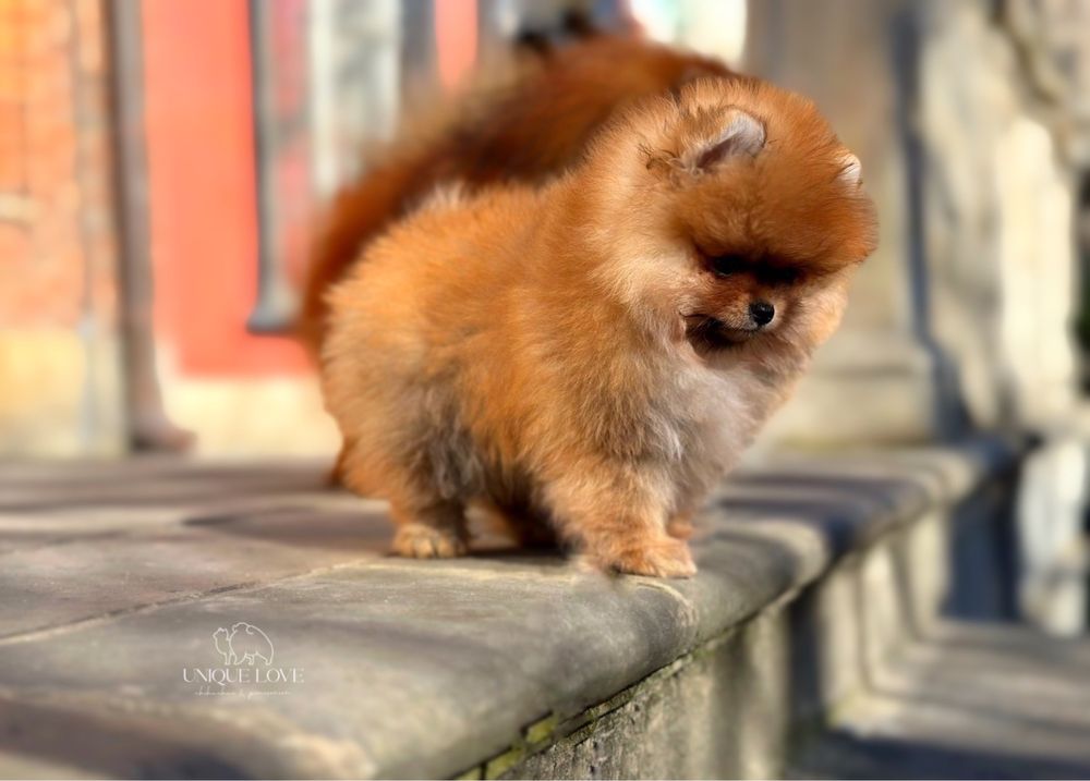 Reproduktor Zkwp Szpic Miniaturowy Pomeranian UNIQUE LOVE FCI