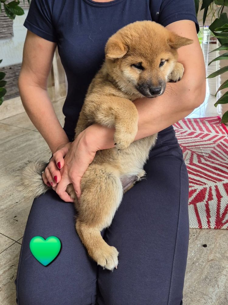 Shiba inu piekny czerwony chlopiec