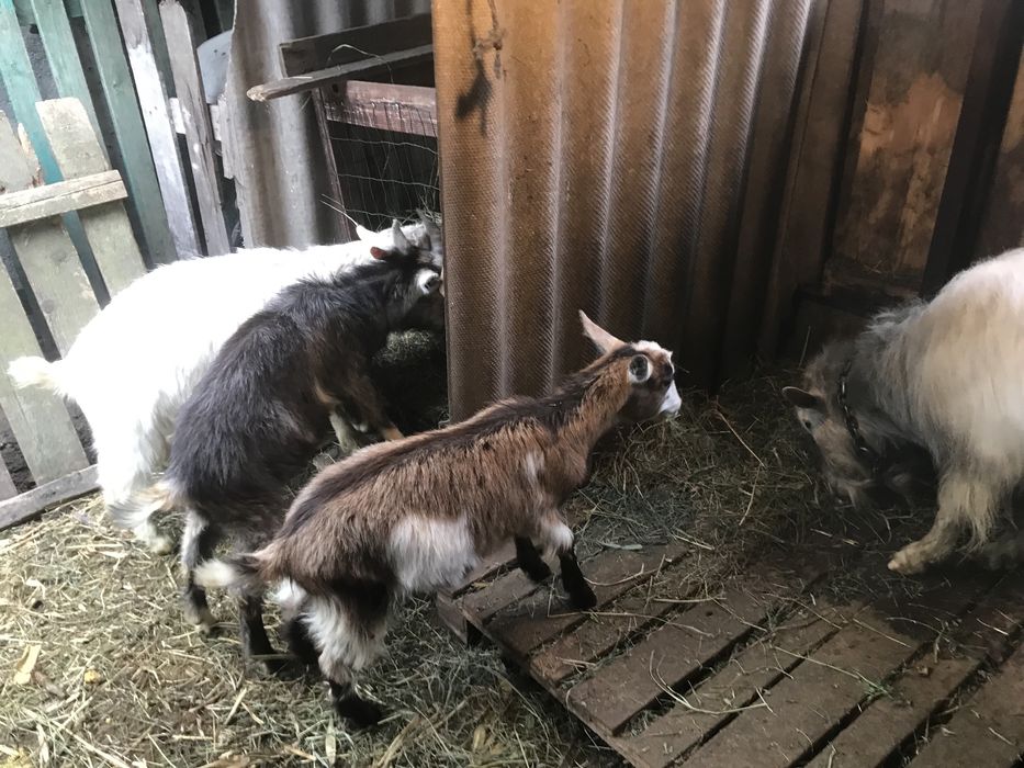 Продам козла (цапа) и козлят срочно , не дорого !