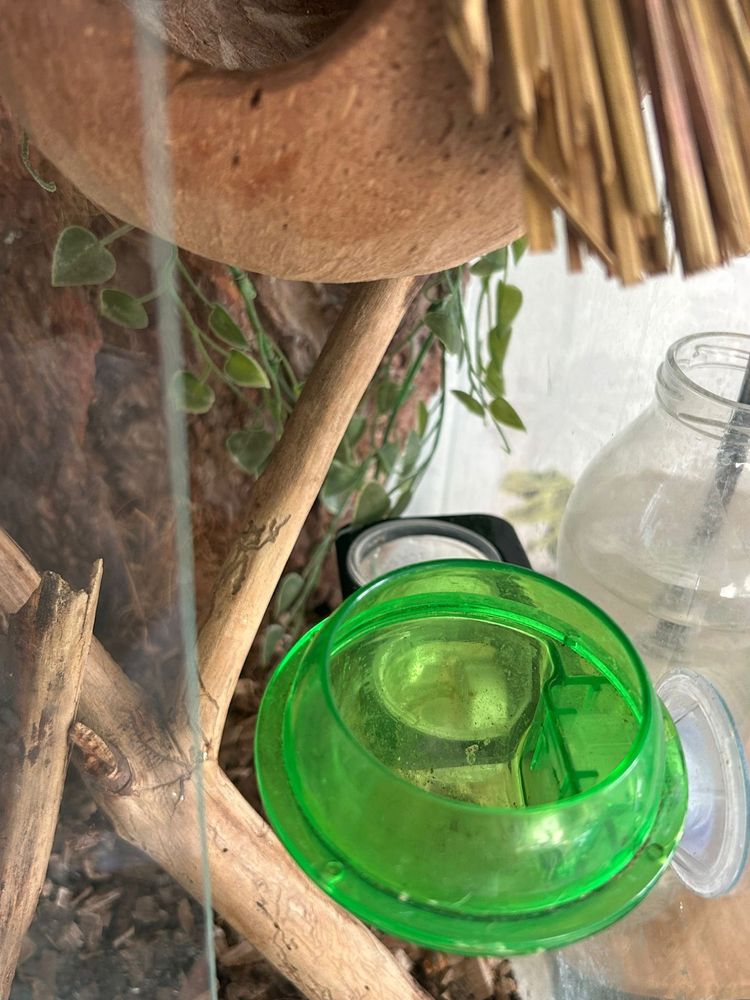 Gekon przęsiony wraz z terrarium