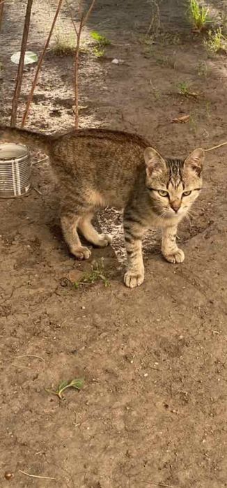 Разные котята бесплатно. Кошка. Кот. Котенок даром. Отдам срочно !!!