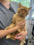 Kot mix maine coon