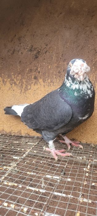 Gołębie staropolskie