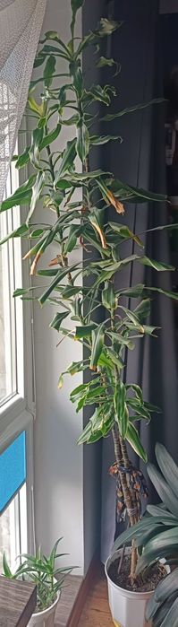 Kwiat doniczkowy juka