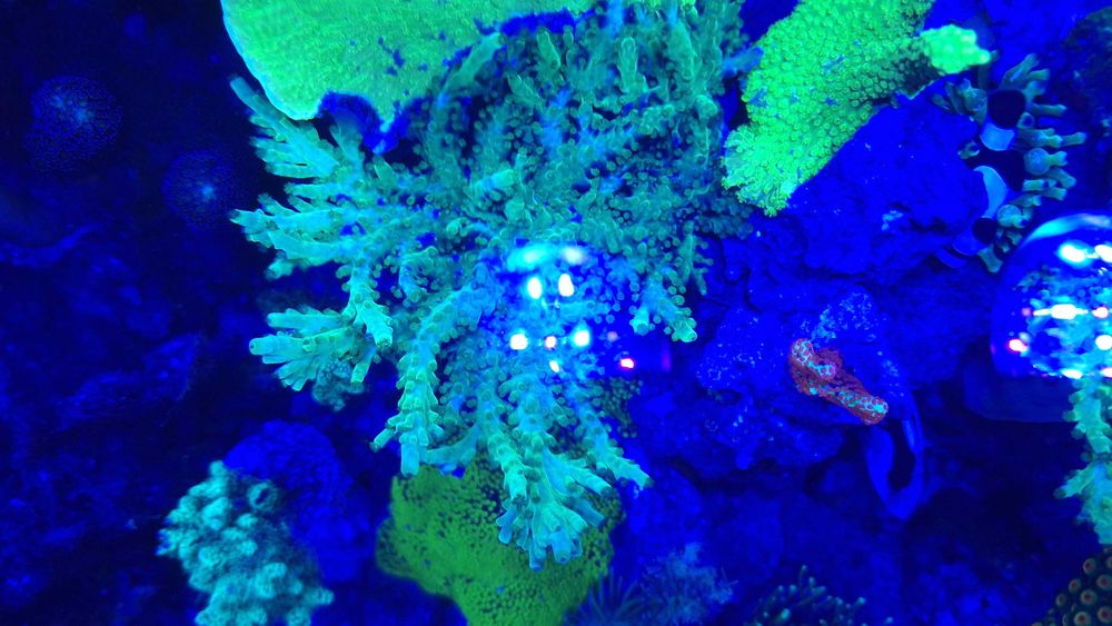 Acropora - szczepka