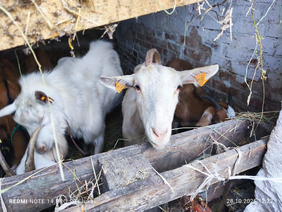 Kozy saeńskie i anglonubijskie stado