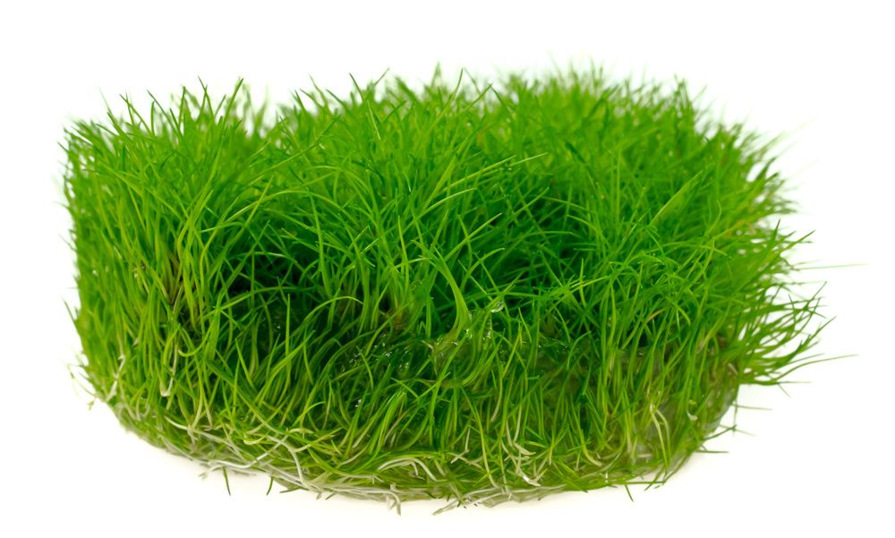 Rośliny do akwarium Eleocharis sp. MINI PONIKŁO KUBEK 10cm