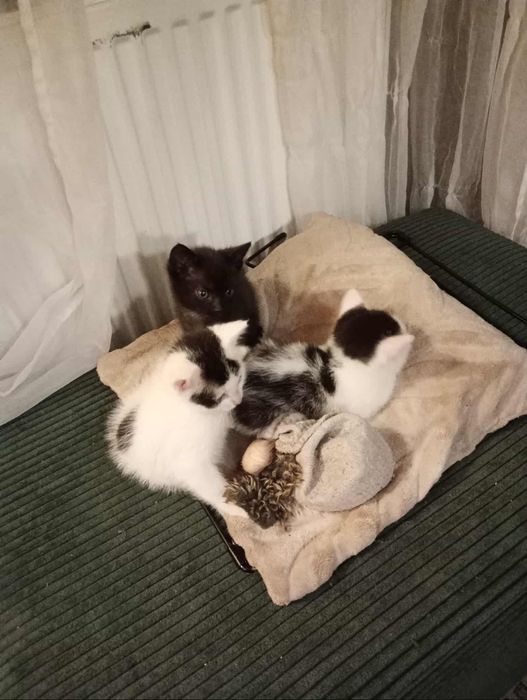 Oddam kociaki 3 sztuki