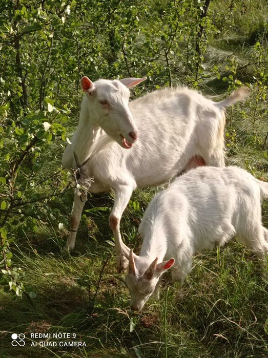 Коза, кізочка зааненка