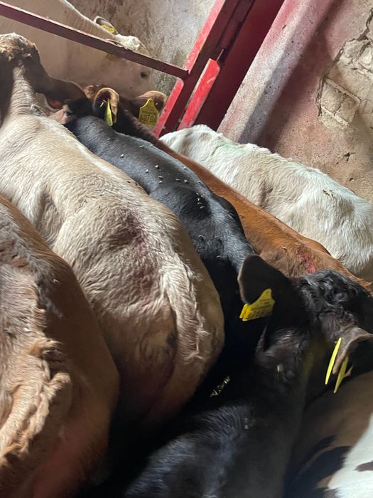 Sprzedam cielaki mięsne lubiewo