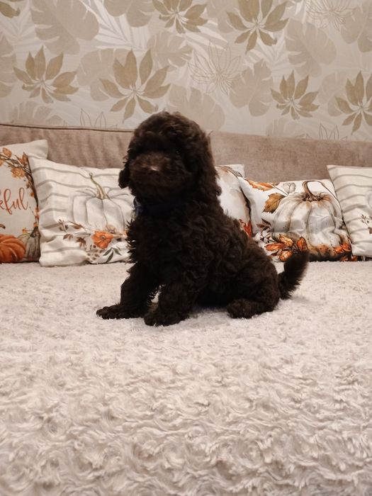 Pudel   miniatura piesek czekoladowy