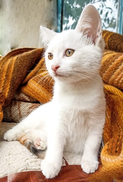 Віддам кицю в добрі руки!