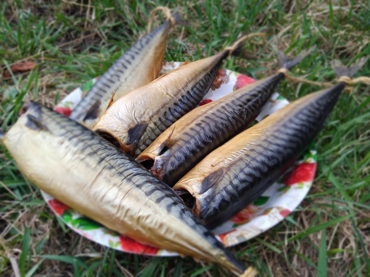 Копчена скумбрія