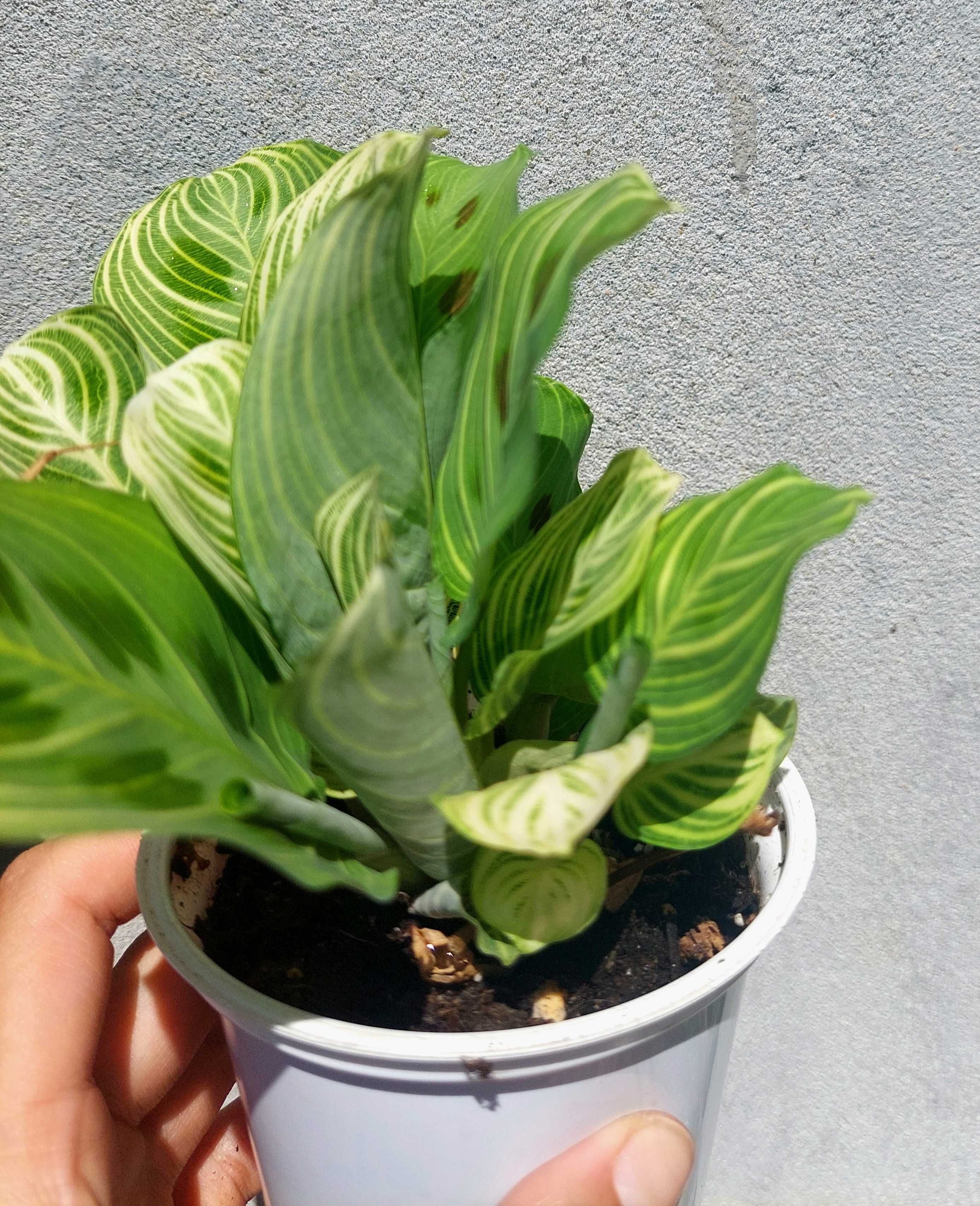 Maranta Light Veins
