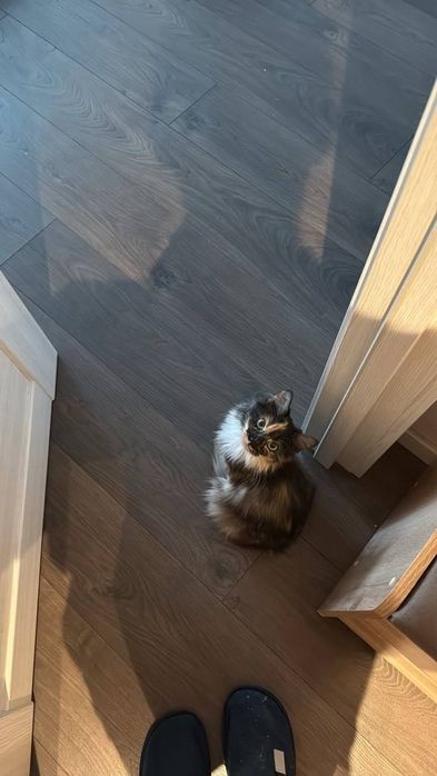 Віддам кішку в добрі руки