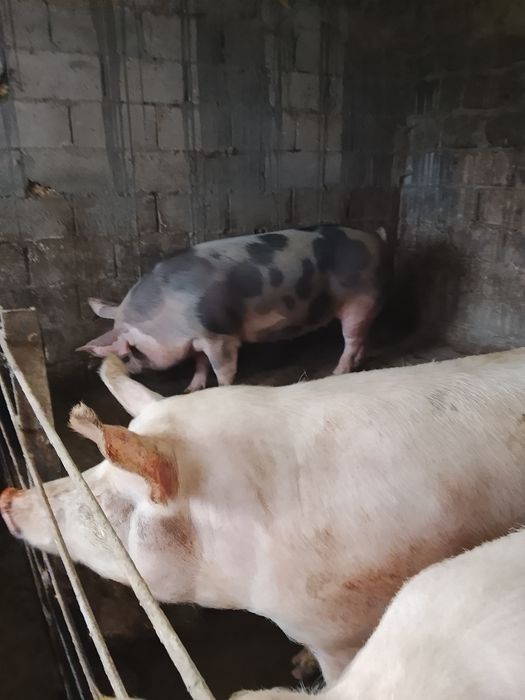 Продаются свині живою вагою 150-170 кг