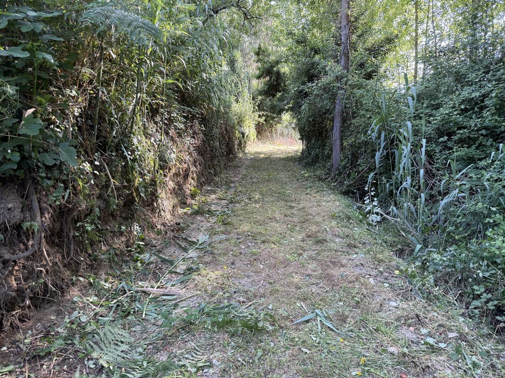 Limpeza terrenos, pinhais…