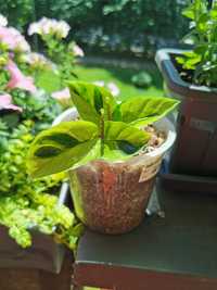 Calathea yellow fusion