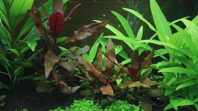 Planta de aquário - Alternanthera reineckii 'Pink' /Foxtail/Anubias