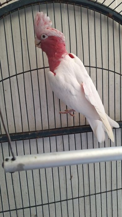Cacatua galah lutina