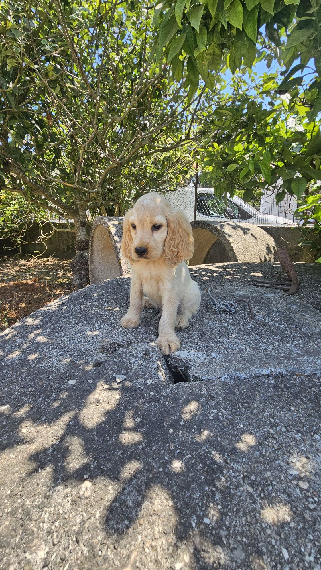 Coocker spaniel Macho