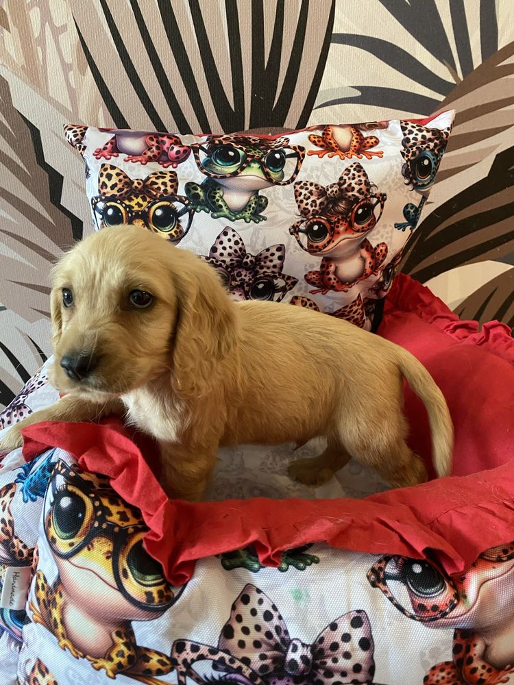 Piesek cocker spaniel angielski KC