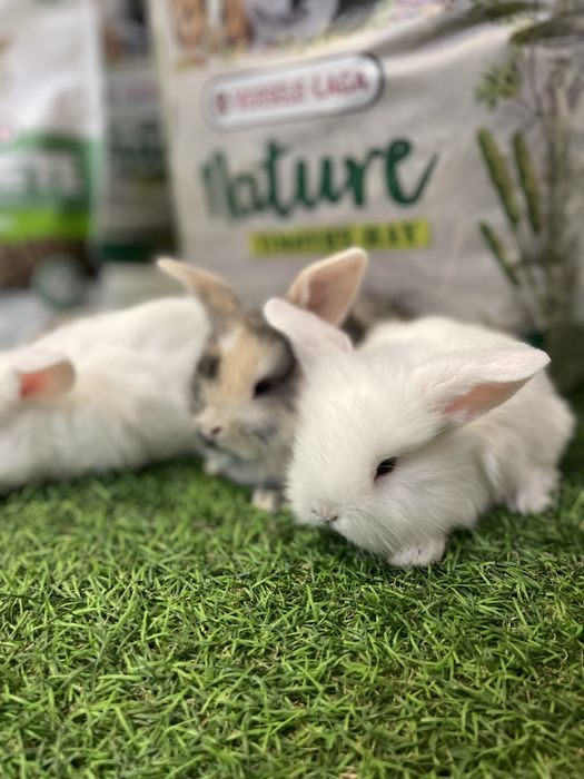 Coelhos anões Belier - LOJA!!