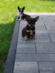 Pieski Chihuahua
