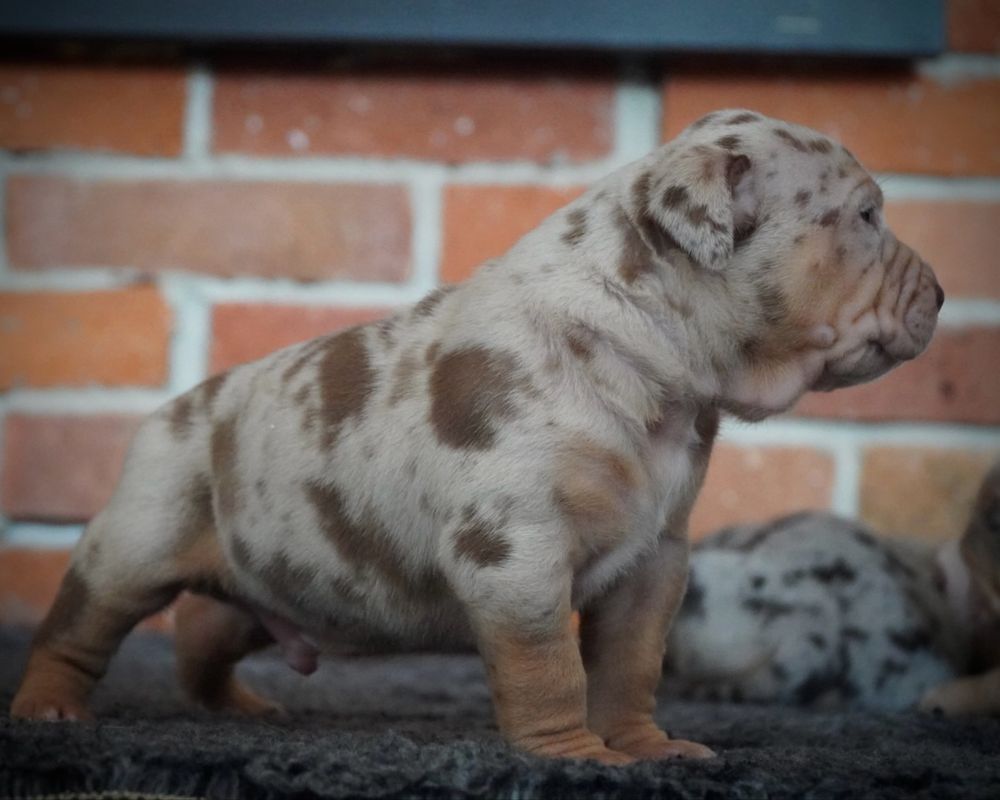 American Bully XL ABKC tri choco merle