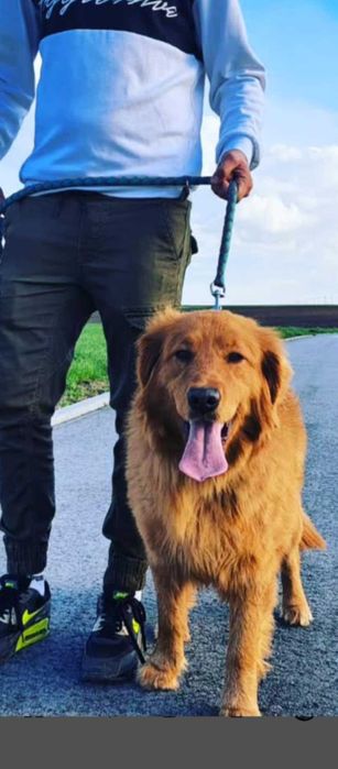 Golden Retriver Związek hodowców psów rasowych zapowiedż miotu