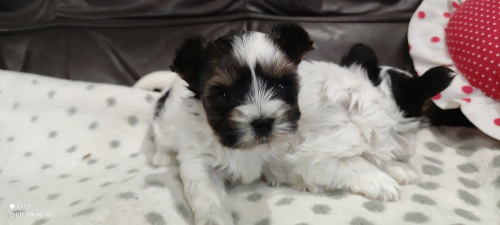 Yorkshire terrier biewer mini z metryką