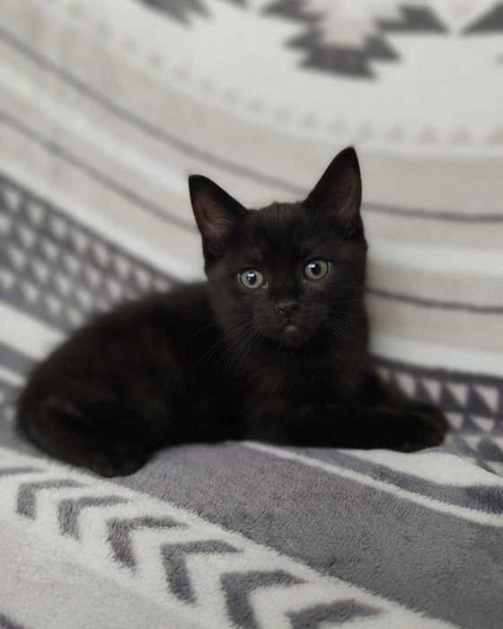 Setúbal / Margem Sul / Lisboa — FELIX e KURO*, gatinhos para adoção