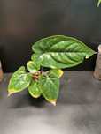 Anthurium nigrolaminum gigi x luxurians