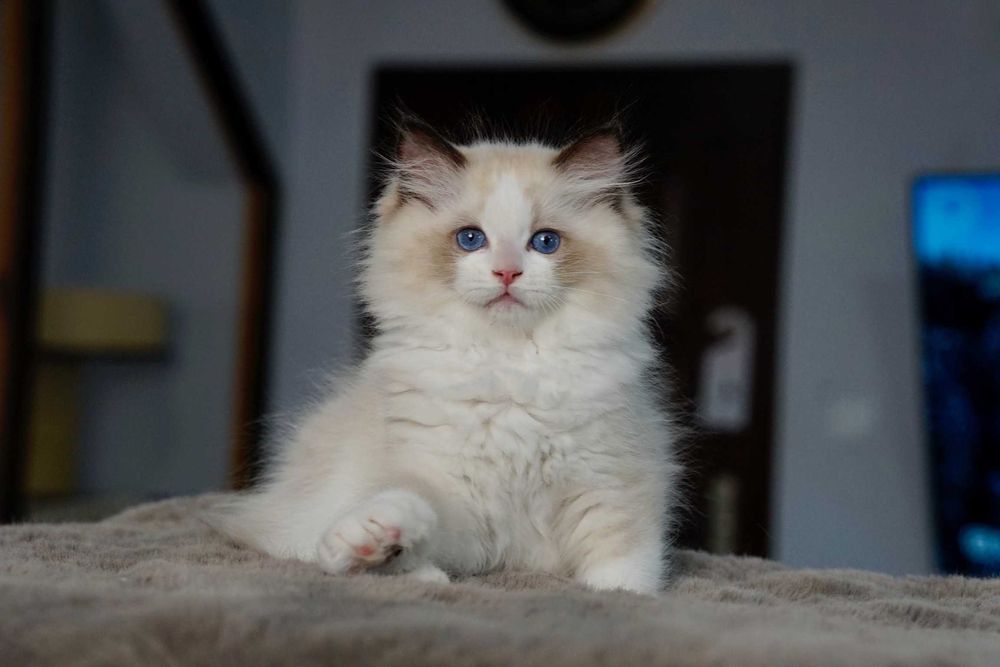 Ragdoll kotek dla ciebie