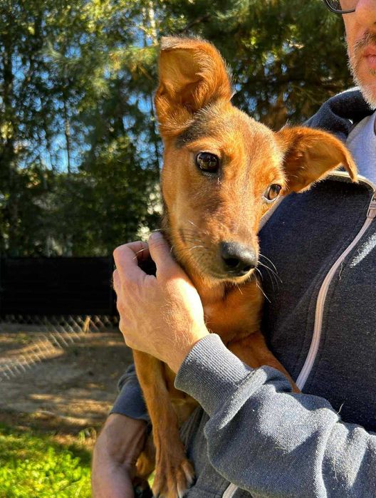 Mała i młoda suczka Willa do adopcji