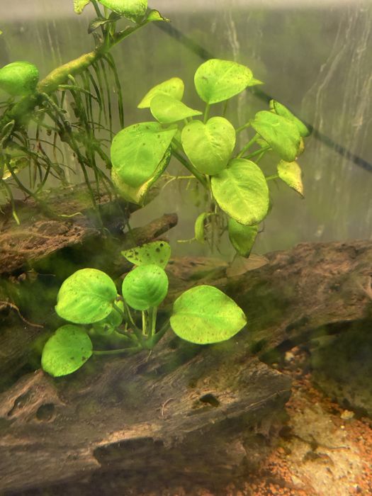 Aquário 60cm Completo