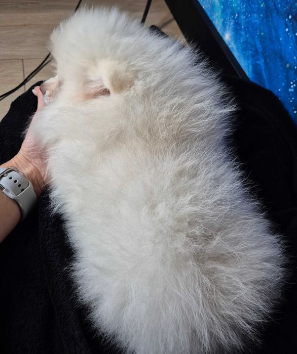 Pomeranian Seila – urocza suczka gotowa do zmiany domu