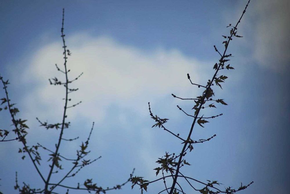 Soligor Tele-Auto 300/5.5 Olympus OM