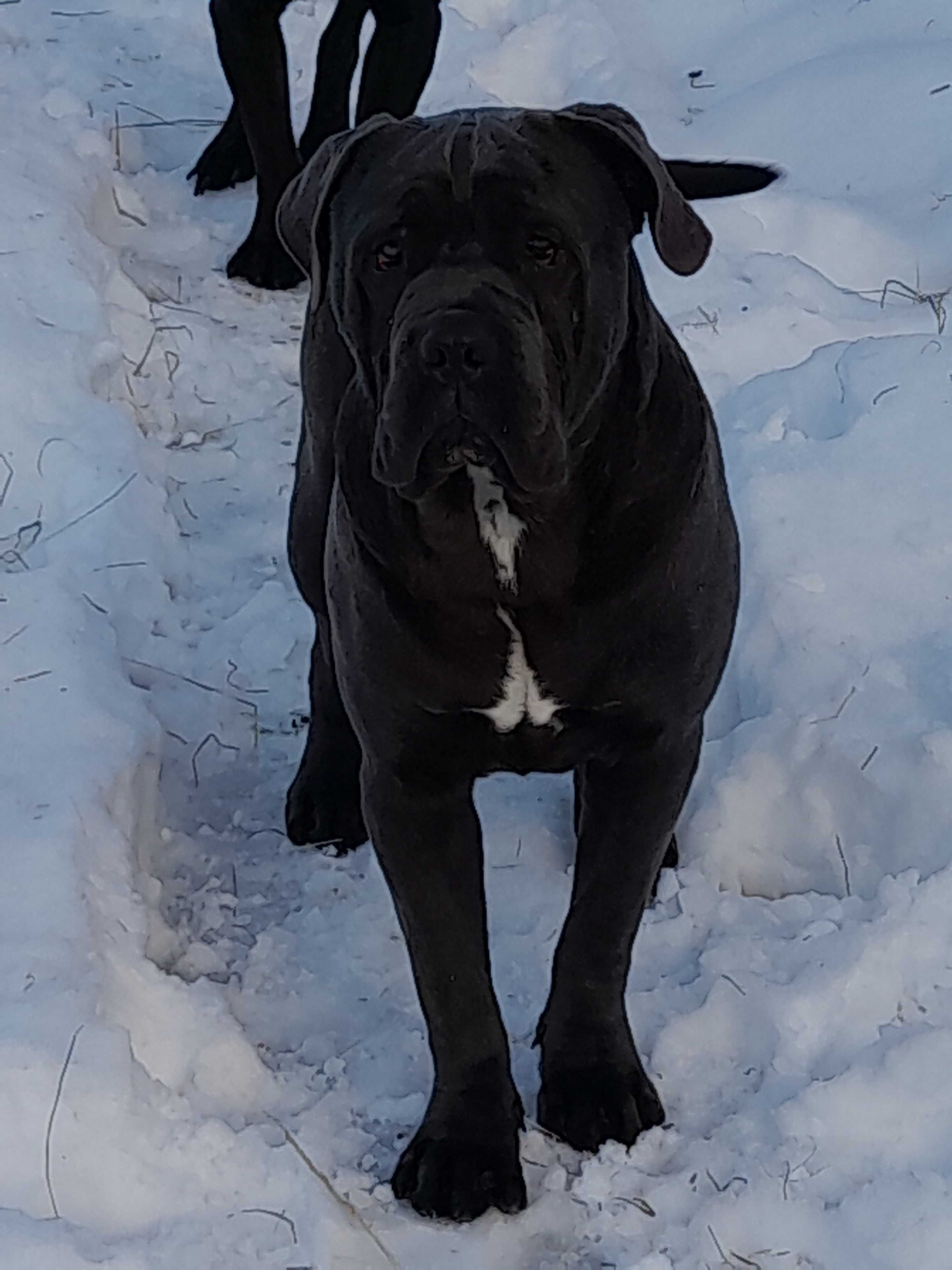 Cane corso italiano pies pręgowany