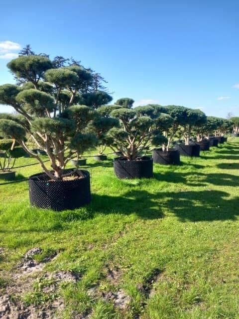 Bonsai-Niwaki formowane sosna cis jałowiec. Laurowiśnia jodła szmaragd