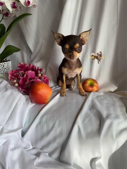 Chihuahua Suczka czekoladowa